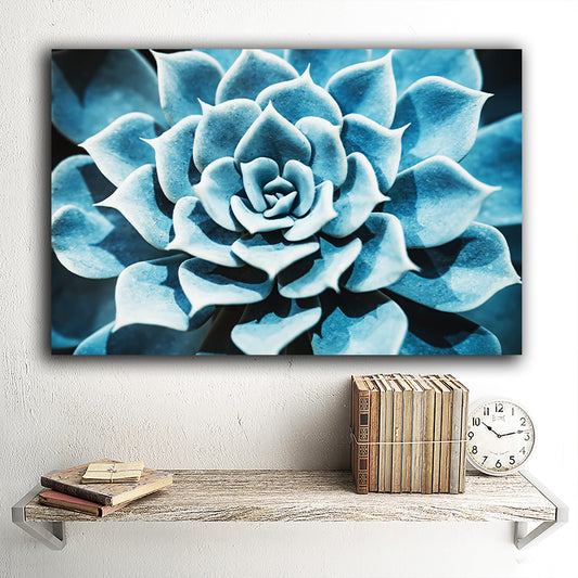Tablou canvas floare albastra suculenta cu frunze groase si simetrice floare de piatra echeveria