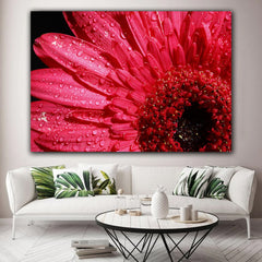 Tablou canvas margareta roz acoperita de roua in lumina naturala a soarelui