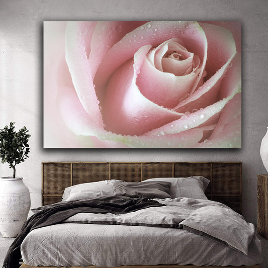 Tablou canvas trandafir alb cu accente roz acoperit de picaturi de ploaie