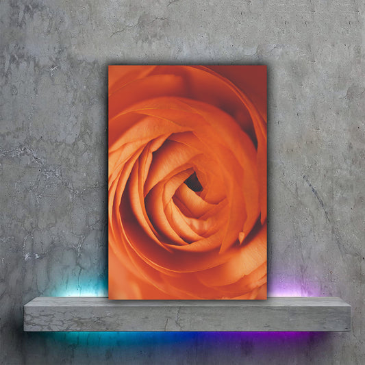Tablou canvas trandafir portocaliu abia inflorit in lumina naturala