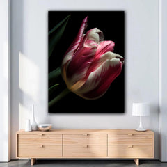 Tablou canvas lalea alba cu rosu in lumina naturala pe fundal negru