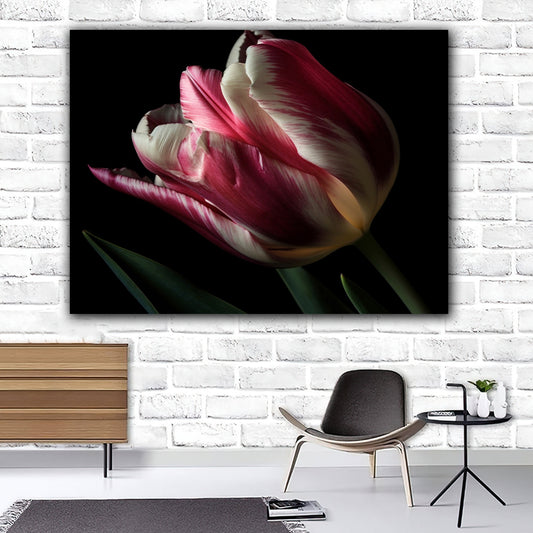 Tablou canvas lalea alba cu rosu in lumina naturala pe fundal negru