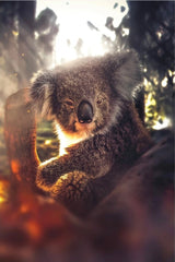 Tablou canvas FRIENDLY KOALA